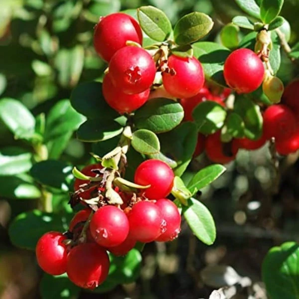 Vaccinium macrocarpon 'Pilgrim' - Tőzegáfonya