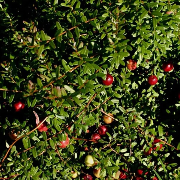 Vaccinium macrocarpon 'Pilgrim' - Tőzegáfonya