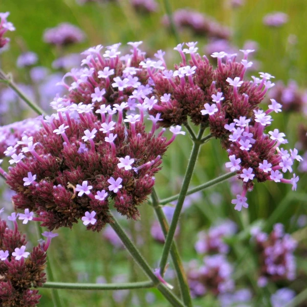 Verbena bonariensis - Ernyős verbéna, vasfű