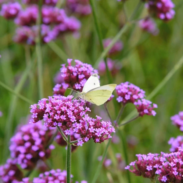 Verbena bonariensis - Ernyős verbéna, vasfű