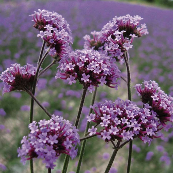 Verbena bonariensis - Ernyős verbéna, vasfű