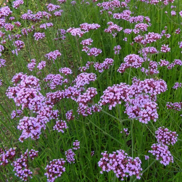 Verbena bonariensis - Ernyős verbéna, vasfű