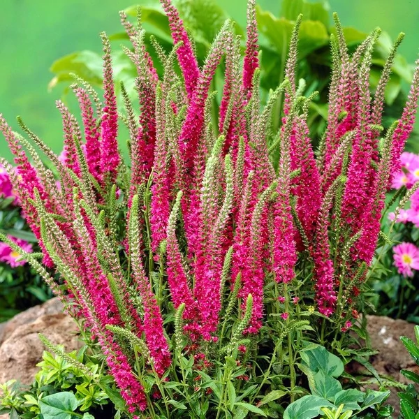 Veronica spicata 'Rotfuchs' - 'Red Fox' - Veronika
