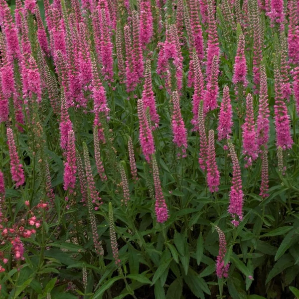 Veronica spicata 'Rotfuchs' - 'Red Fox' - Veronika