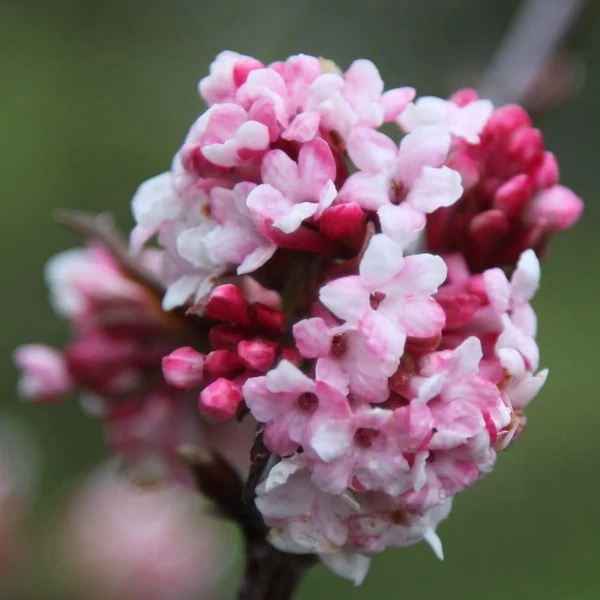 Viburnum x bodnantense 'Dawn' - Kikeleti bangita