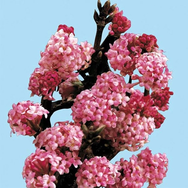 Viburnum x bodnantense 'Dawn' - Kikeleti bangita