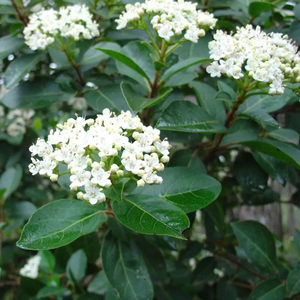 Viburnum tinus - Téli bangita