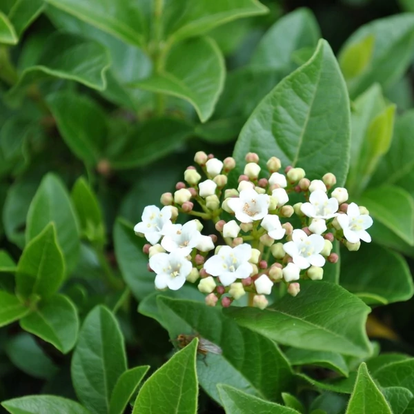 Viburnum tinus - Téli bangita