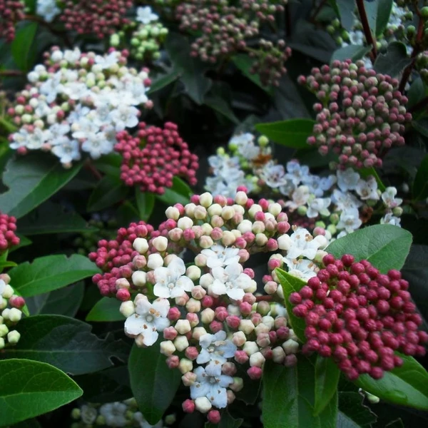 Viburnum tinus - Téli bangita
