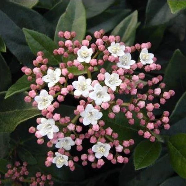 Viburnum tinus 'Eve Price' - Örökzöld bangita