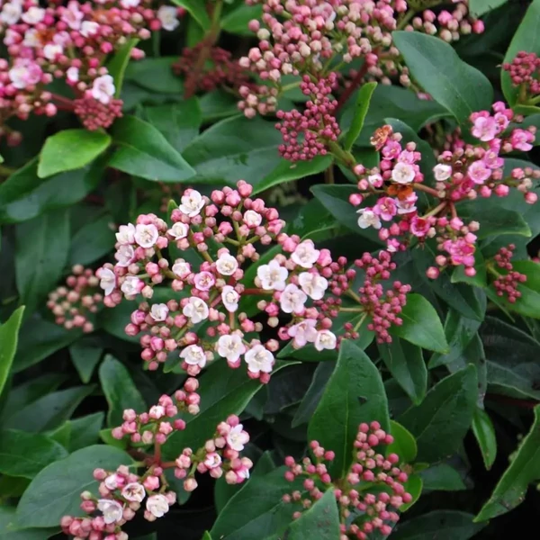 Viburnum tinus 'Eve Price' - Örökzöld bangita