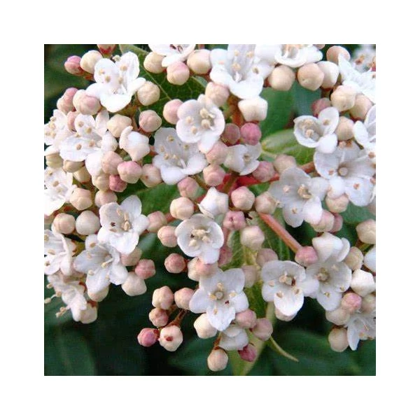 Viburnum tinus 'Eve Price' - Örökzöld bangita