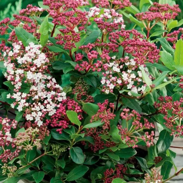 Viburnum tinus 'Eve Price' - Örökzöld bangita