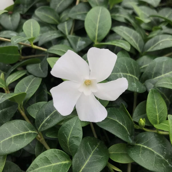 Vinca minor 'Alba' - Kis télizöld, meténg
