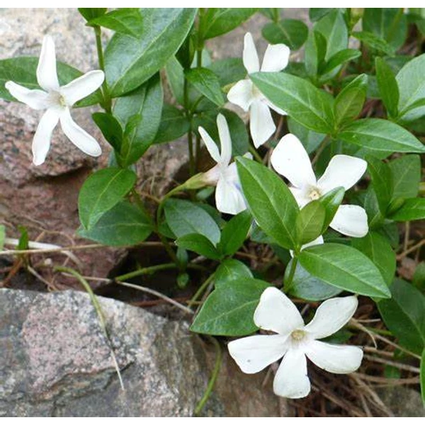 Vinca minor 'Alba' - Kis télizöld, meténg