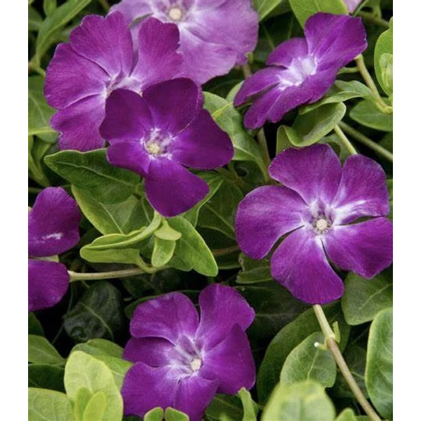 Vinca minor 'Atropurpurea' - Kis télizöld, meténg