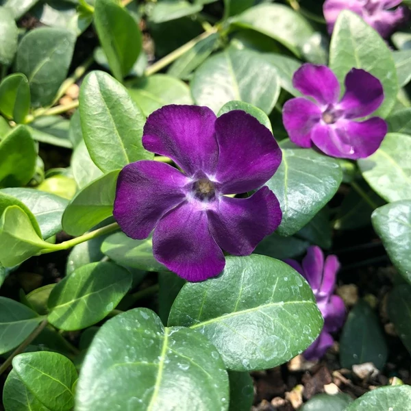 Vinca minor 'Atropurpurea' - Kis télizöld, meténg