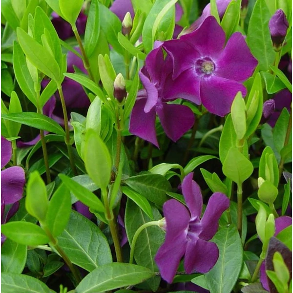 Vinca minor 'Atropurpurea' - Kis télizöld, meténg