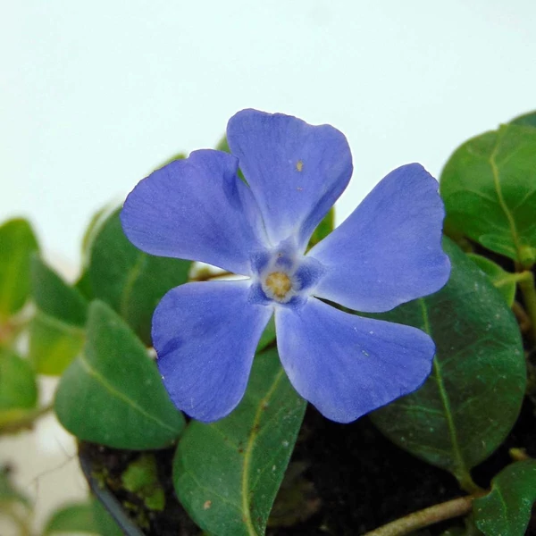 Vinca minor 'Flower Power' - Kis télizöld, meténg