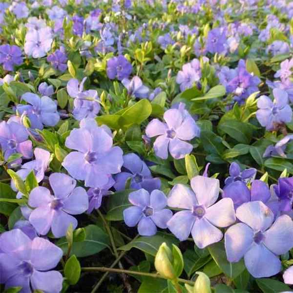 Vinca minor 'Flower Power' - Kis télizöld, meténg
