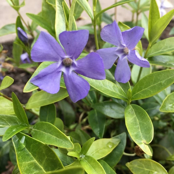 Vinca minor 'Flower Power' - Kis télizöld, meténg