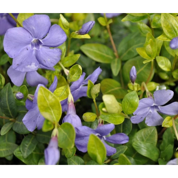 Vinca minor 'Flower Power' - Kis télizöld, meténg