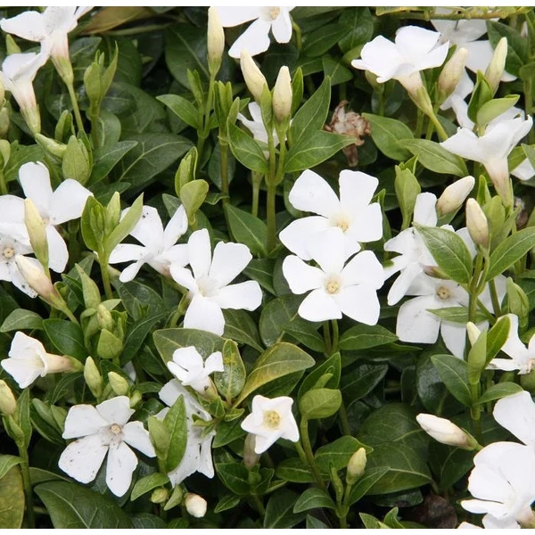 Vinca minor 'White Power' - Kis télizöld, meténg