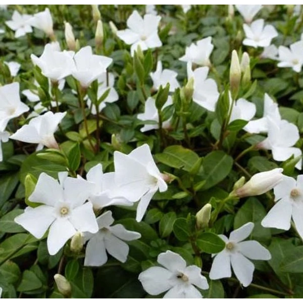 Vinca minor 'White Power' - Kis télizöld, meténg