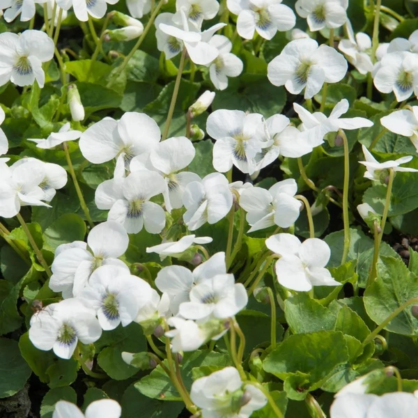 Viola sororia 'Albiflora' - Csíkos ibolya, pillangós ibolya