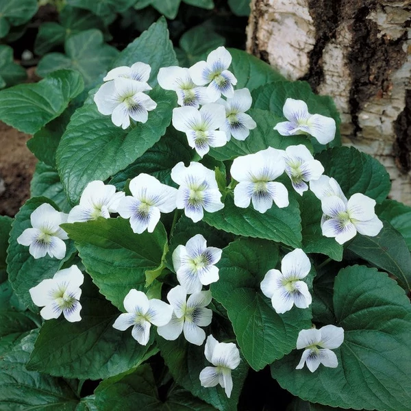 Viola sororia 'Albiflora' - Csíkos ibolya, pillangós ibolya