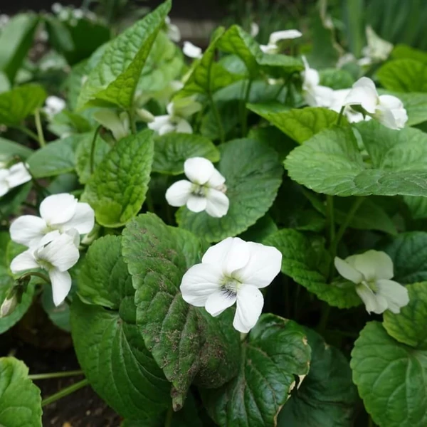 Viola sororia 'Albiflora' - Csíkos ibolya, pillangós ibolya