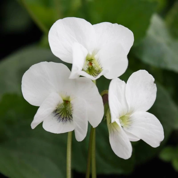 Viola sororia 'Albiflora' - Csíkos ibolya, pillangós ibolya