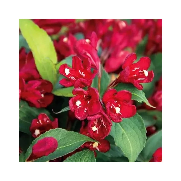Weigela 'Cherry Love'® – Rózsalonc