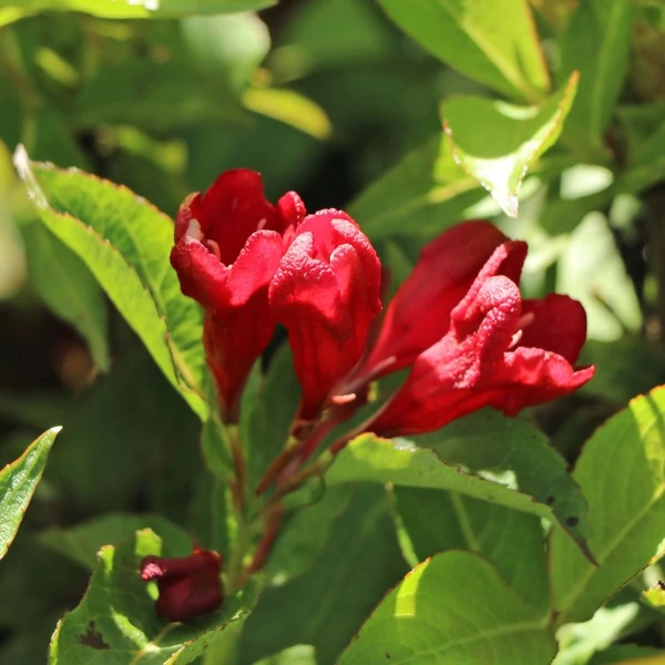 Weigela 'Cherry Love'® – Rózsalonc
