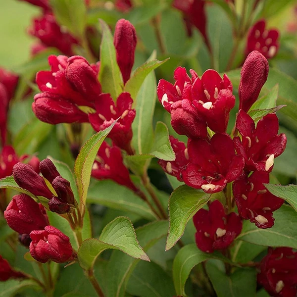 Weigela 'Cherry Love'® – Rózsalonc