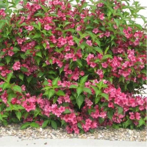 Weigela 'Rumba' – Rózsalonc