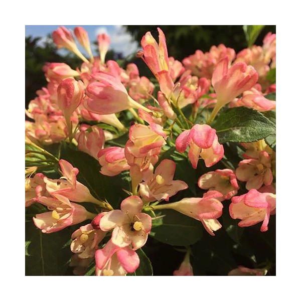 Weigela 'All Summer Peach' - Rózsalonc