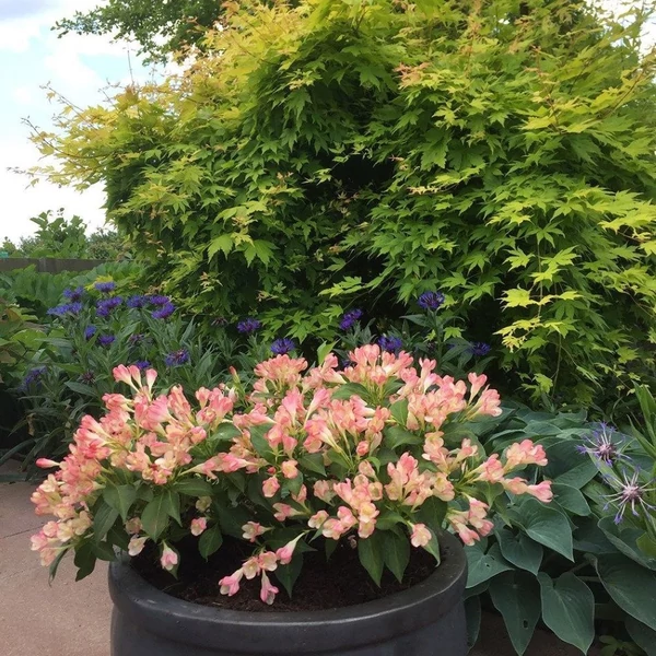 Weigela 'All Summer Peach' - Rózsalonc