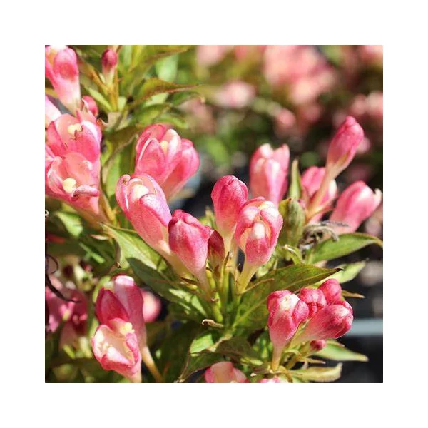 Weigela 'All Summer Peach' - Rózsalonc