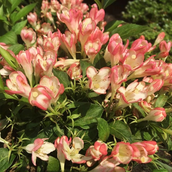 Weigela 'All Summer Peach' - Rózsalonc