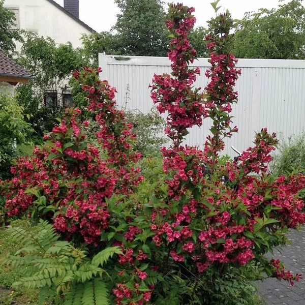 Weigela florida 'Eva Rathke' - Rózsalonc