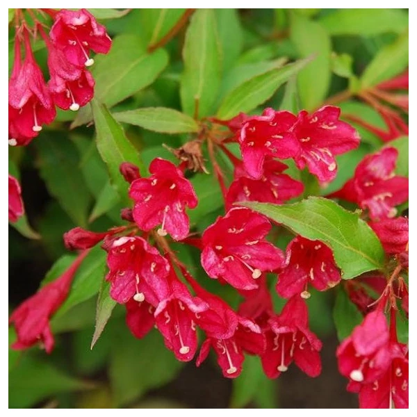 Weigela florida 'Eva Rathke' - Rózsalonc