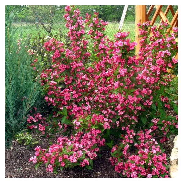 Weigela florida 'Eva Rathke' - Rózsalonc