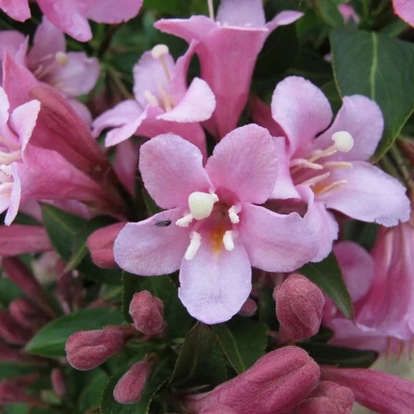 Weigela florida 'Pink Poppet' - Rózsalonc