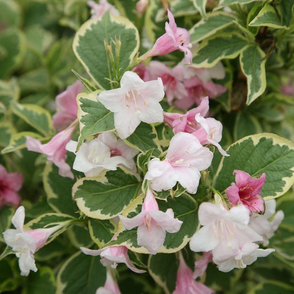 Weigela florida 'Variegata' - Rózsalonc