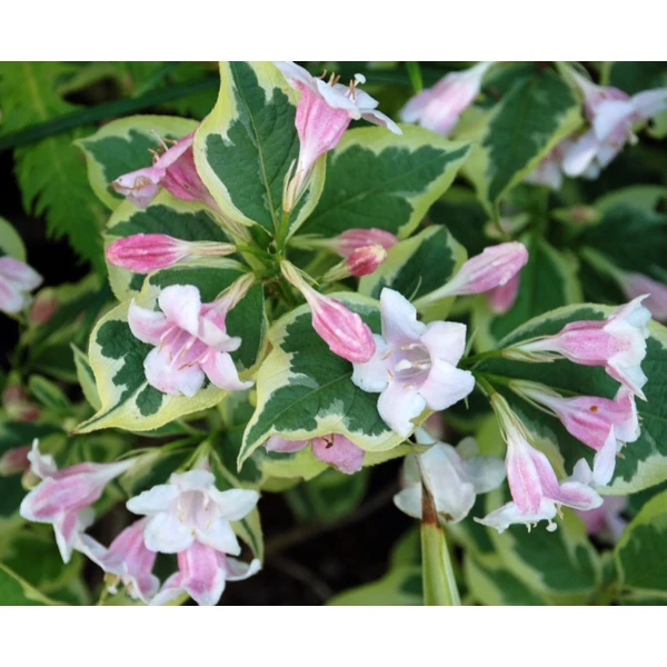 Weigela florida 'Variegata' - Rózsalonc